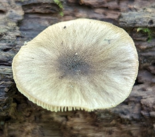 Saupe's Pluetus (Pluteus saupei)