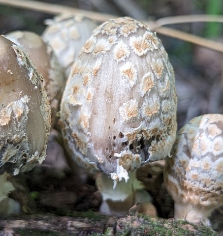 Scaly Ink Cap (Coprinopsis variegata)