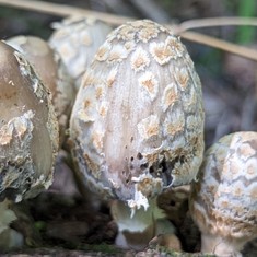 Scaly Ink Cap