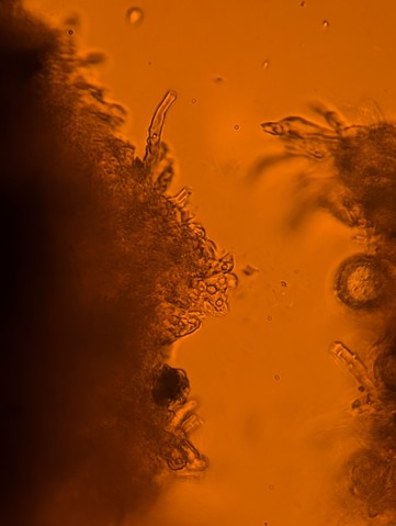 undefined (Elaphomyces sp.)