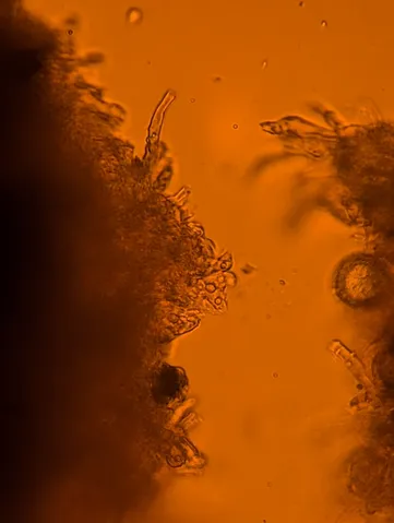 undefined (Elaphomyces spp.)