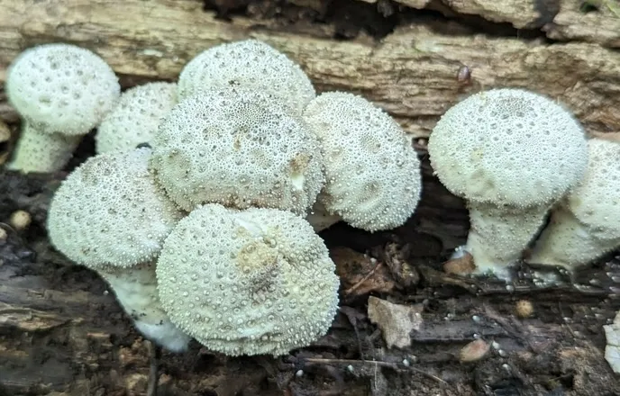 Common Puffball (Lycoperdon perlatum)