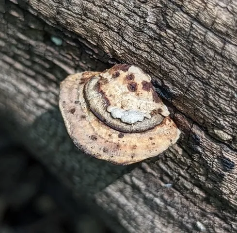 undefined (Perenniporia ohiensis)