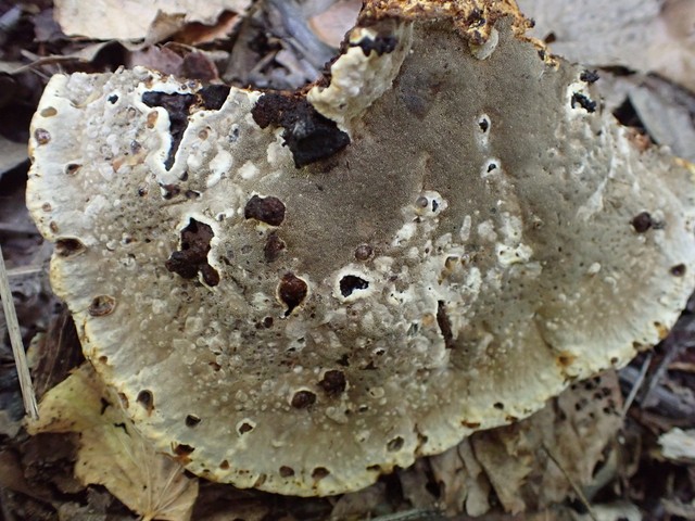 Oak Bracket (Pseudoinonotus dryadeus)