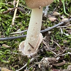 Long Wedge Ringless Amanita