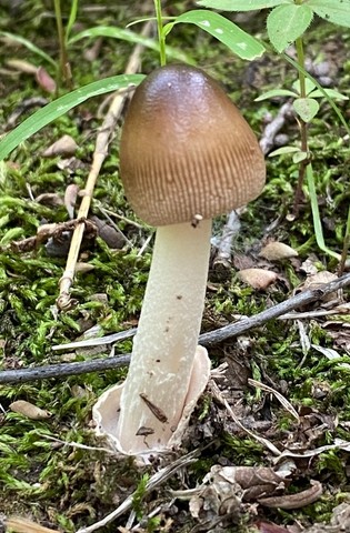 Long Wedge Ringless Amanita (Amanita longicuneus)