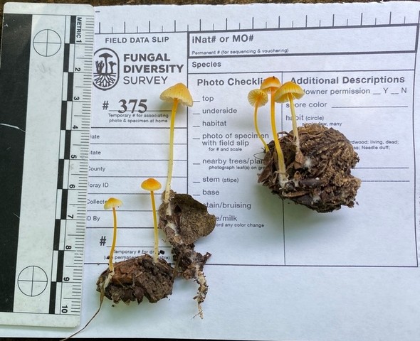 Walnut Mycena (Mycena crocea)