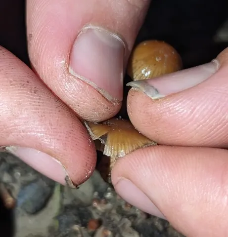 Dung-Loving Deconica (Deconica coprophila)