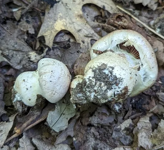 undefined (Cortinarius subpulchrifolius)