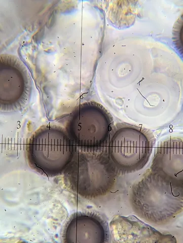 undefined (Elaphomyces spp.)