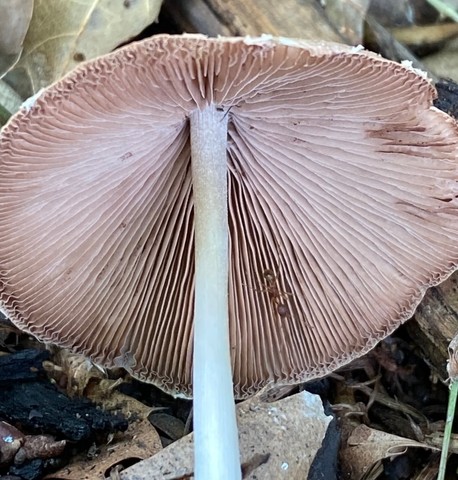 Pale Brittlestem (Candolleomyces candolleanus)