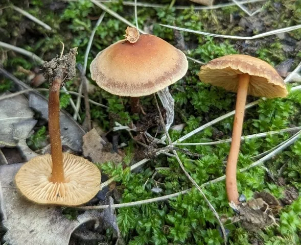 Gymnopus earleae-OH01