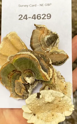 Turkey Tail (Trametes versicolor)