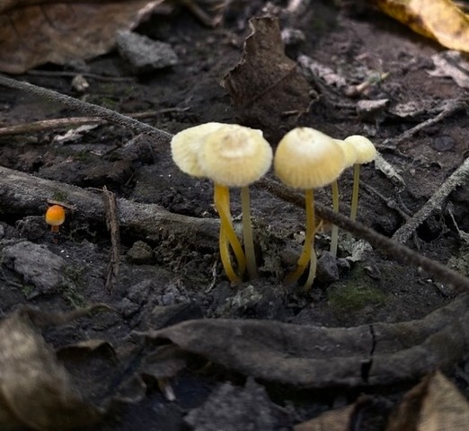 Walnut Mycena (Mycena crocea)