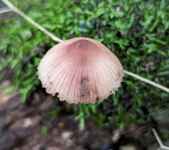 Bleeding Fairy Helmet (Mycena sp. 'haematopus-IN01')