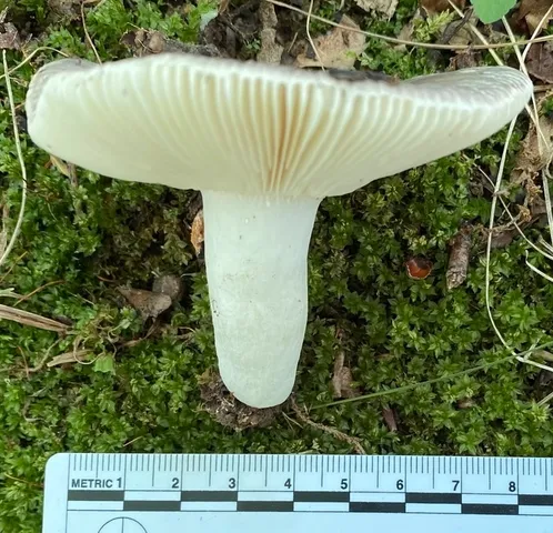 undefined (Russula sp-IN65)