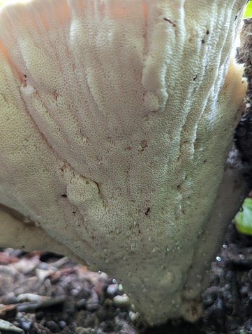 Berkeley's Polypore (Bondarzewia berkeleyi)