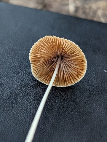 Milky Conecap (Conocybe apala)