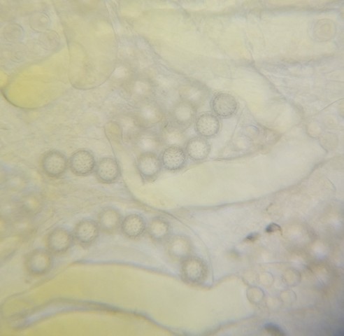 undefined (Pachyphlodes carnea)