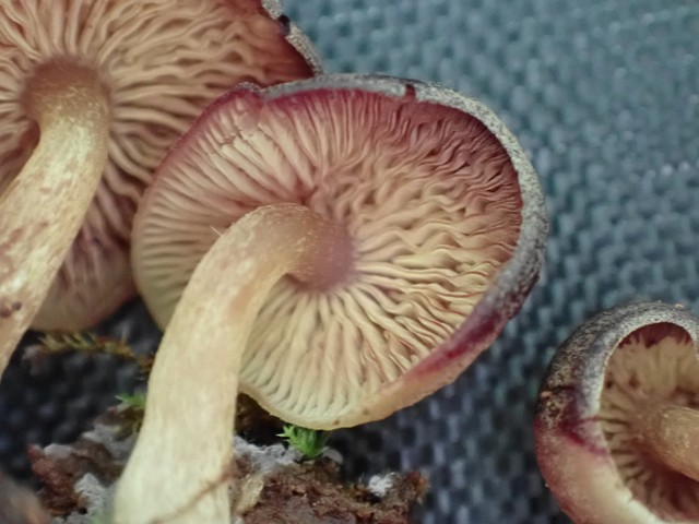 Purple-edged Lute (Callistosporium purpureomarginatum)