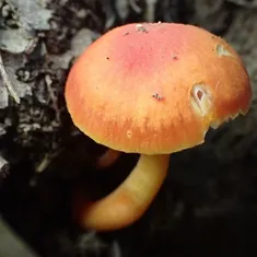 Bitter Waxcap