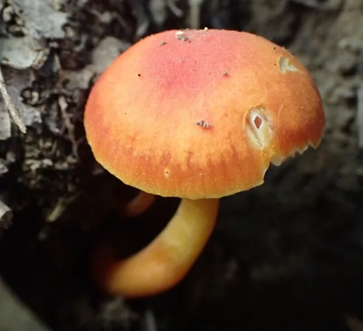 Hygrocybe mucronella