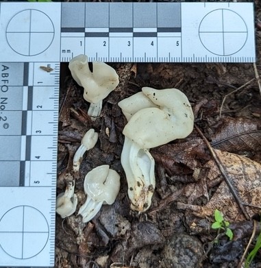 White Saddle (Helvella crispa)