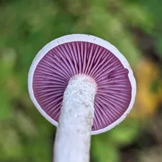 Purple-and-white Deceiver