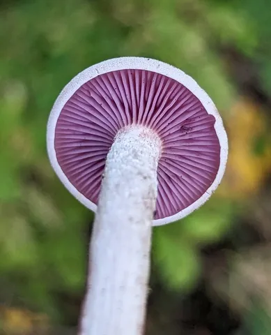Laccaria ochropurpurea