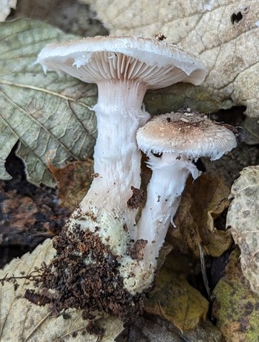 White Honey Mushroom (Armillaria gallica)