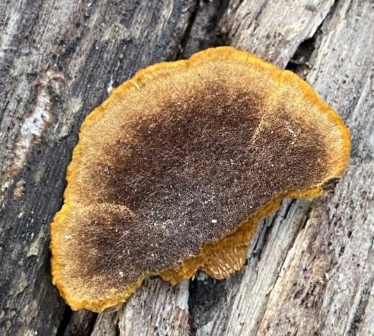 Mustard Yellow Polypore (Fuscoporia gilva)