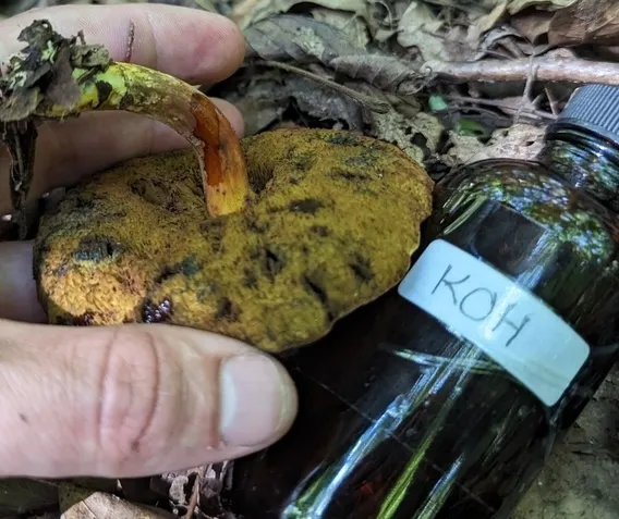 undefined (Hortiboletus sp-IN03)