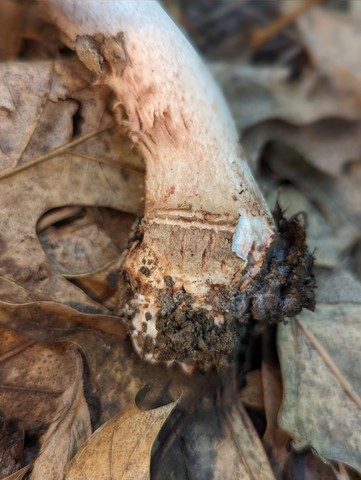 American Blusher (Amanita amerirubescens)