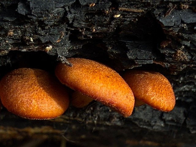 Rustgills And Gyms (Gymnopilus spp.)