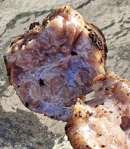 Truffles (Tuber sp.)