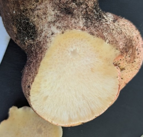 Beefsteak Fungus (Fistulina americana)