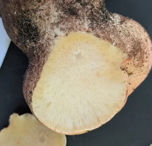 Beefsteak Fungus (Fistulina americana)