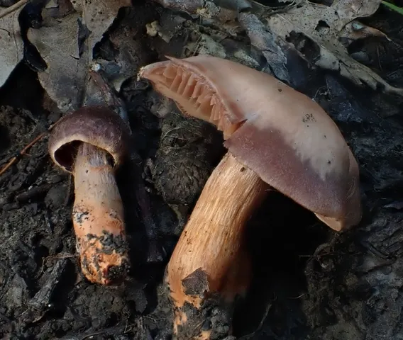 Tiffany's Webcap (Cortinarius tiffanyae)