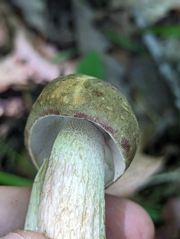 Atkinson's Bolete (Boletus atkinsonii)