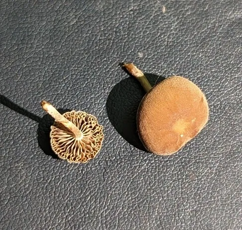 Dingy Twiglet (Simocybe centunculus)