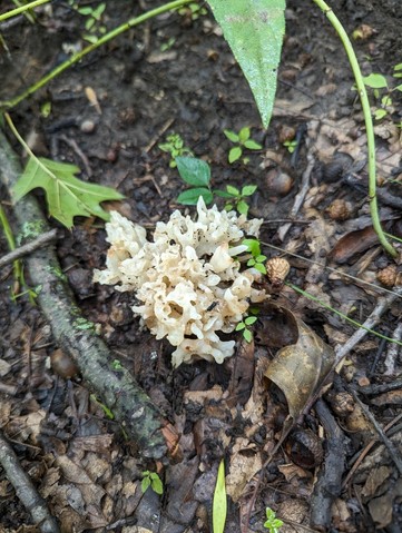 White Coral Jelly Fungus (Sebacina sparassoidea)