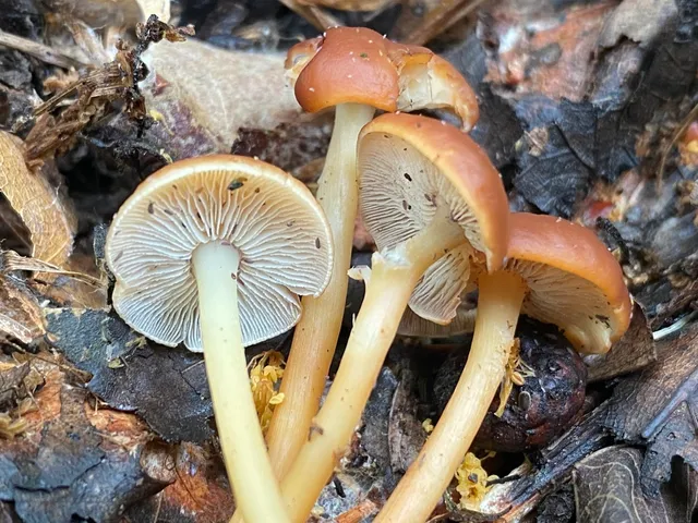 Gymnopus dryophilus