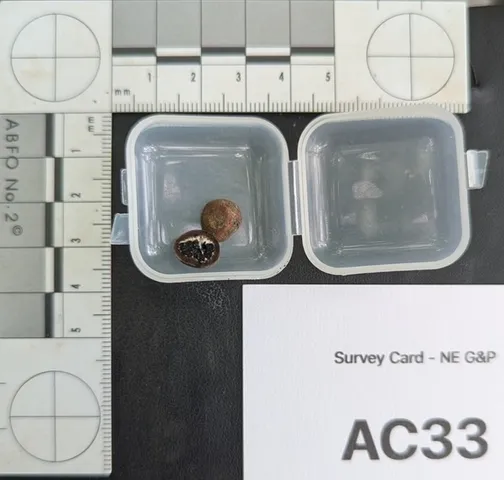 undefined (Elaphomyces dalemurphyi)