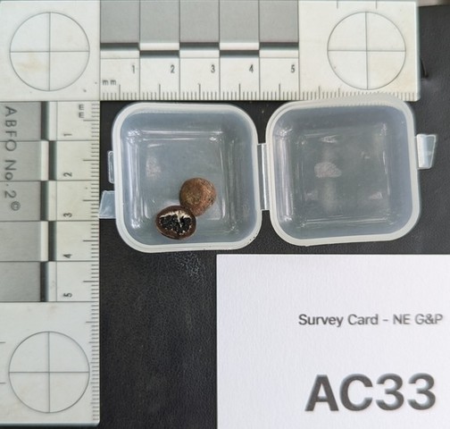 undefined (Elaphomyces dalemurphyi)