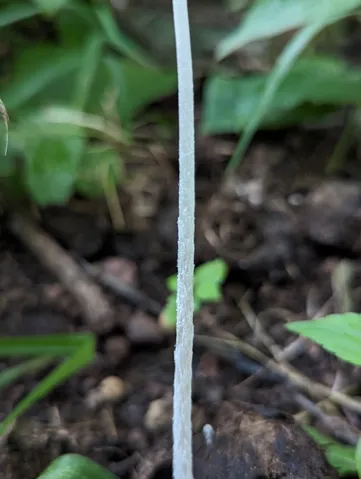 undefined (Coprinopsis pseudonivea)