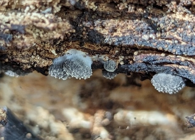 Woolly Oyster (Hohenbuehelia mastrucata)