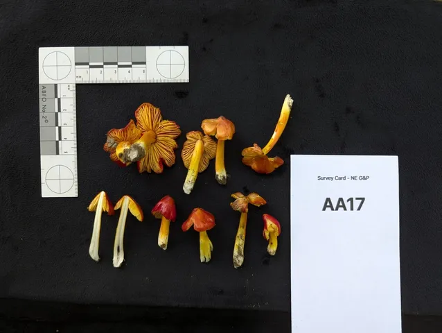 (Hygrocybe acutoconica microspora)