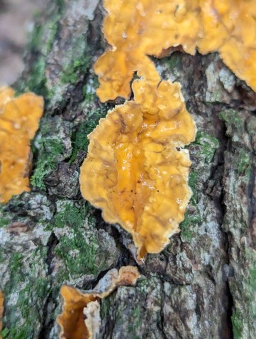 Crowded Parchment (Stereum complicatum)