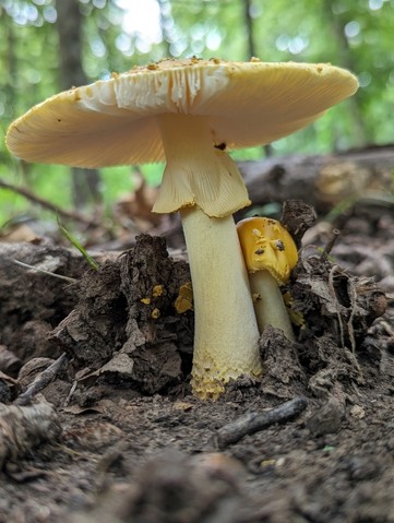 Yellow American Blusher (Amanita flavorubens)