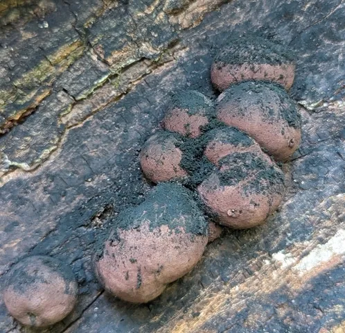 Daldinia childiae